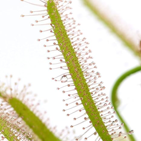 Amazon Co Jp 食虫植物 モウセンゴケ ３種セット ペット用品