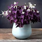 12pcs Purple Shamrock Bulbs Oxalis Bulbs Lucky Flowers Bulbs for Planting 2025 Purple Oxalis Triangularis Bulb