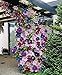 CLEMATIS ~Mixed Colors~ Wonderful large blooms 20+ Perennial Vine Seeds primary