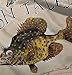 Fishing Gill McFinn's Bushy Browed Snaggle Toothed Crappie Printed T-Shirt Large