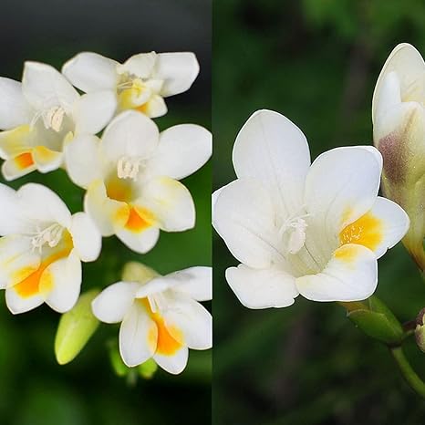 Amazon フリージア フリージア球根 豪華な庭の植物 ガーデン用 室内庭園 装飾用 5 球根 ホワイト 花