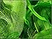 Aquatic Plant Bulbs - for Aquariums with temperatures Under 72F (Madagascar Aponogeton Bulb)