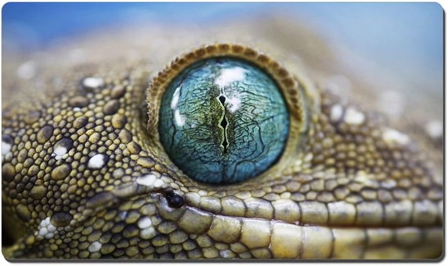 Amazon Com Alligator Eyes Animal Picture Game Office Large Mouse