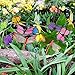 AUSTOR 26 Pcs Dragonfly Butterfly Stakes Garden Ornaments & Patio Decor Party Supplies Butterfly Decorations for Outdoor Garden Yard