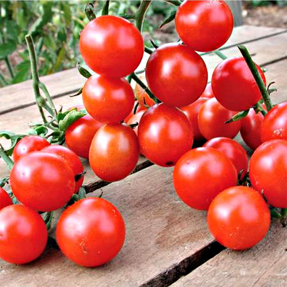 Tomato Moneymaker Seeds – Pack of 70 Seeds – SOW Direct INTO Your Garden – Medium Sized Fruit – for Greenhouse & Outdoor Growing – for Your Kitchen Garden