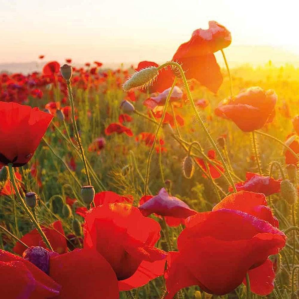 Poppy Wild Paver Rhoeas Corn Poppy Field Poppy Flanders Poppy Hardy Annual 1 Pack Et 00 Seeds By Thompson And Morgan Amazon Co Uk Garden Outdoors