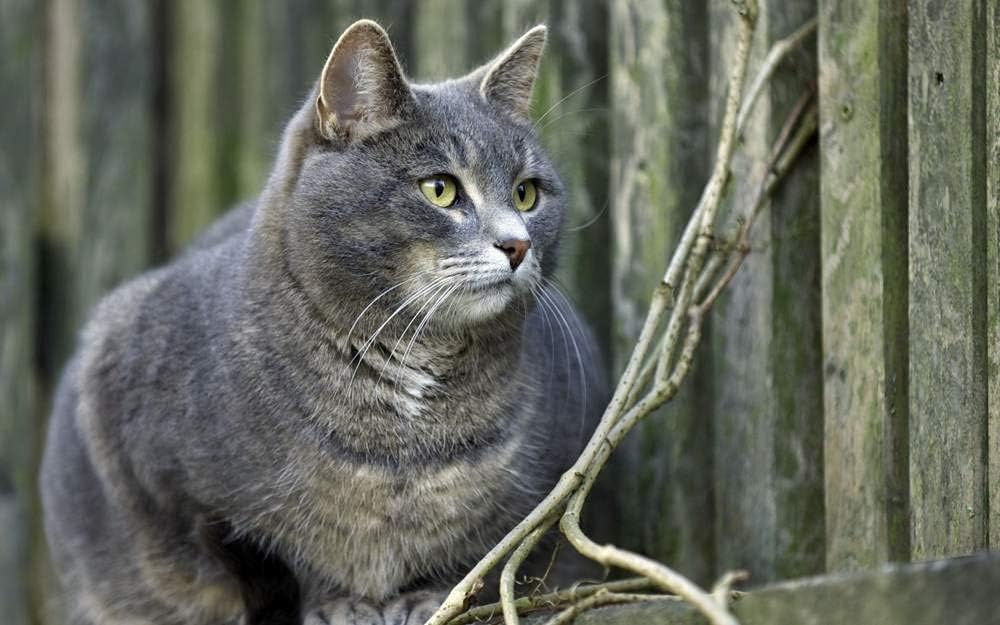 fat gray cat