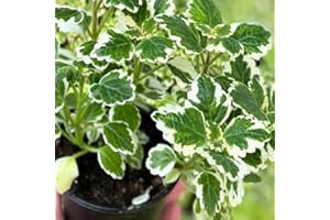 AVERAR 2 Variegated Swedish Ivy Plants Live Indoors to Grow in 4 Inches Pot, Plectranthus Fragrant Swedish Ivy House Plants, Live Swedish Ivy Vine