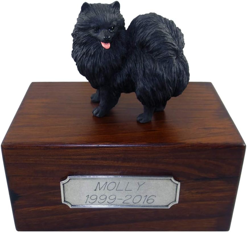 small black pomeranian