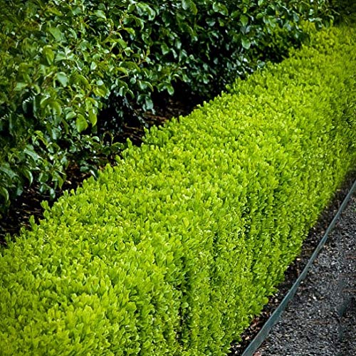 Japanese Boxwood 3 Live 4 Inch Pots Buxus Microphylla Formal