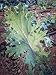 Certified Organic Red Russian Kale Seeds (~350): Non-GMO, Certified Organic Heirloom Seed Packet