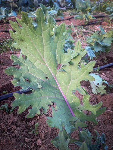Certified Organic Red Russian Kale Seeds (~350): Non-GMO, Certified Organic Heirloom Seed Packet Certified Organic Red Russian Kale Seeds (~350): Non-GMO, Certified Organic Heirloom Seed Packet