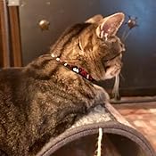 beastie bands amazon