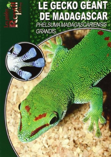 Le  gecko géant de Madagascar