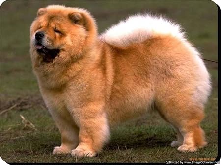 chow chow lazy