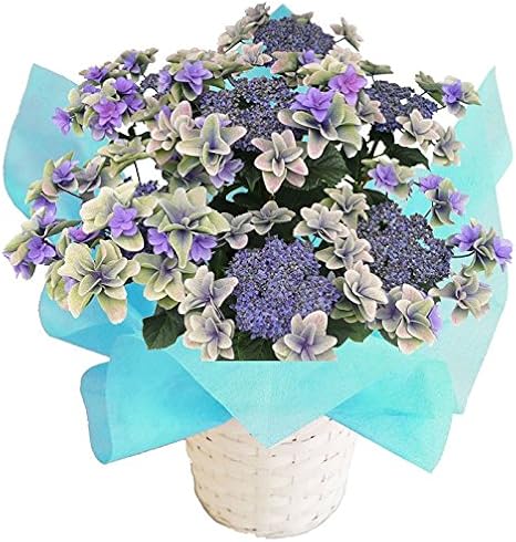 Amazon 夏色 秋色ミミブルー さかもと園芸 達人のアンティークあじさい 母の日 あじさい アジサイ 紫陽花 花鉢植え 花 ギフト プレゼント 贈答品 観葉植物 オンライン通販