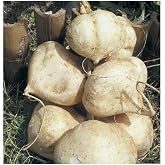 Jicama Root Seeds - 20 Large Seeds Thai Jicama. Jicama Plants Produce Several Bulbs Like Large Potatoes&hellip;