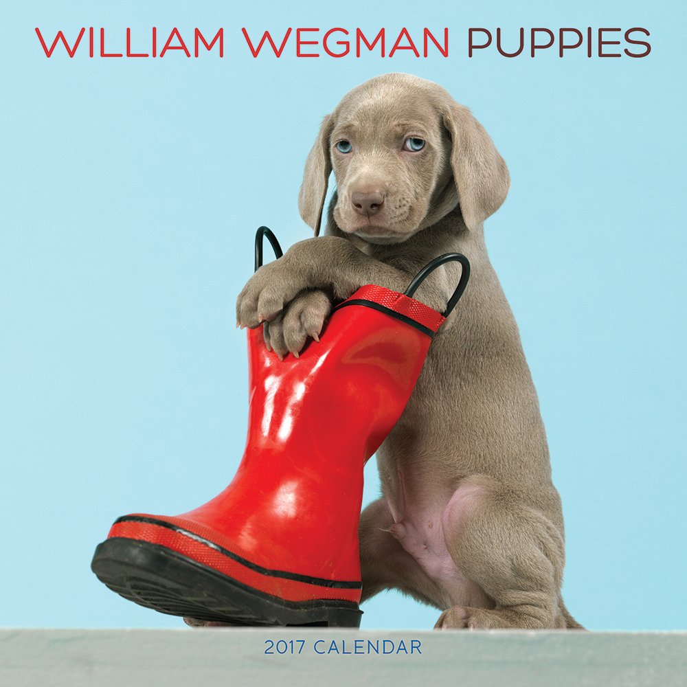 William Wegman Puppies 2017 Wall Calendar (9781419720451)