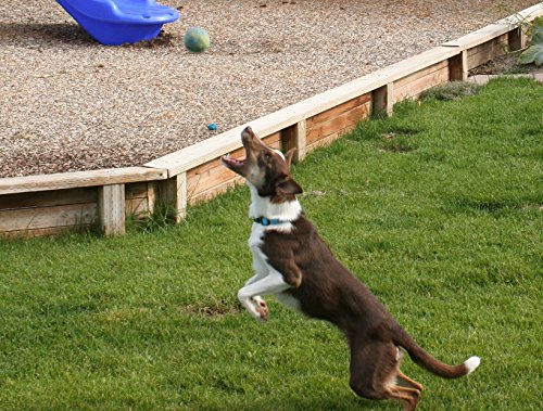 Pet Pizazz 3-Pack 100% Wool Dog Balls (Indoor or Outdoor Toy, Boutique Quality, All-Natural)