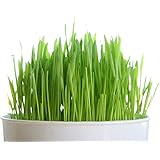 Todd's Seeds, Wheatgrass Seeds, One Pound, Cat Grass Seeds, Hard Red Wheat