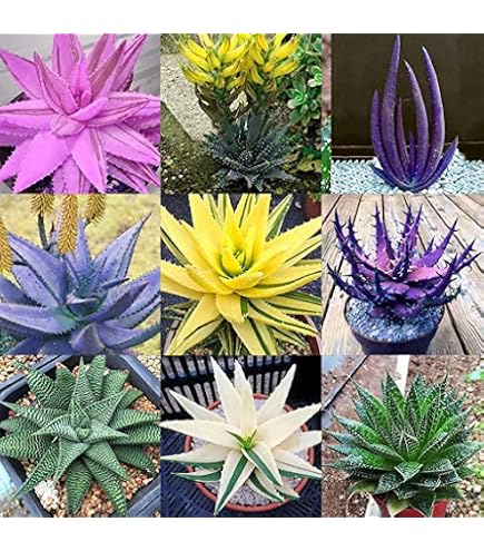 Amazon.com : Aloe Plant Seeds (Aloe ammophila) Succulent- from Transvaal  Region, South Africa(10 Seeds) : Patio, Lawn & Garden