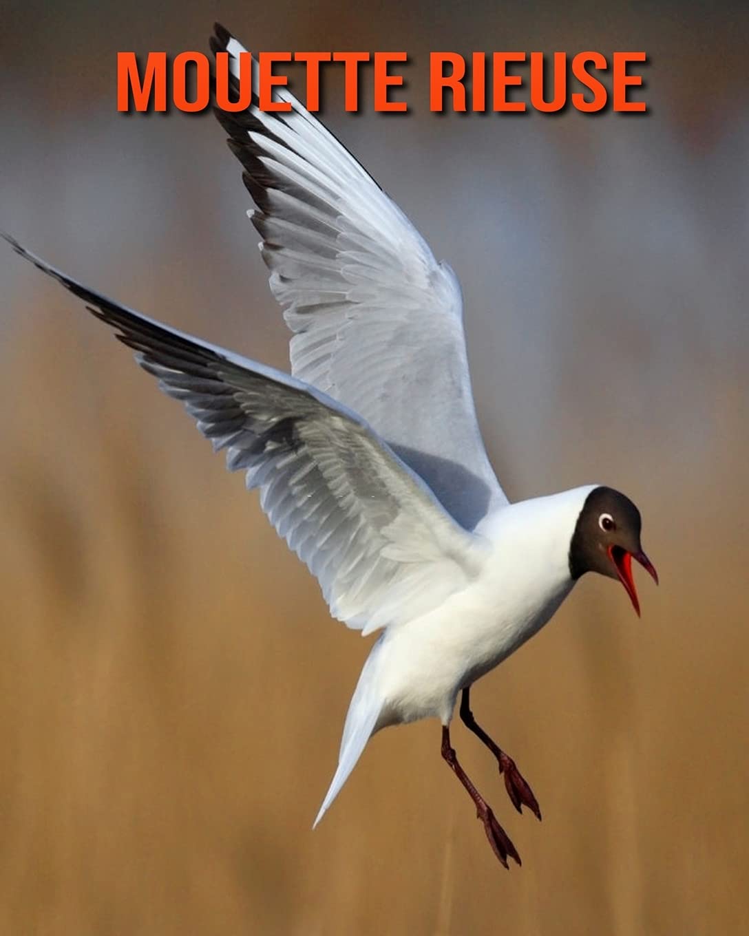 Mouette Rieuse Informations Etonnantes Images French Edition Louise Pam Amazon Com Books