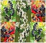 20 BLACK CHOKEBERRY - Aronia melanocarpa Seeds - ORANGE CRIMSON LEAVES - HIGH VITAMIN C - Zones 3 - 8 by MySeeds.Co