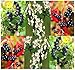 20 BLACK CHOKEBERRY - Aronia melanocarpa Seeds - ORANGE CRIMSON LEAVES - HIGH VITAMIN C - Zones 3 - 8 by MySeeds.Co