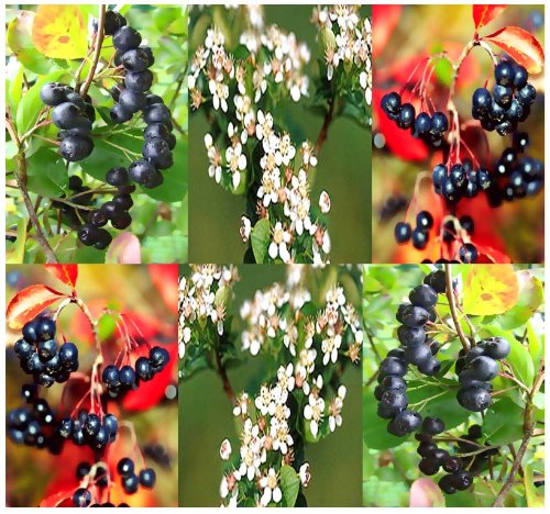 20 BLACK CHOKEBERRY - Aronia melanocarpa Seeds - ORANGE CRIMSON LEAVES - HIGH VITAMIN C - Zones 3 - 8 by MySeeds.Co 20 BLACK CHOKEBERRY - Aronia melanocarpa Seeds - ORANGE CRIMSON LEAVES - HIGH VITAMIN C - Zones 3 - 8 by MySeeds.Co