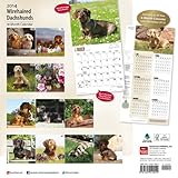 Image de Wirehaired Dachshunds 2014 18-Month Calendar (Multilingual Edition)