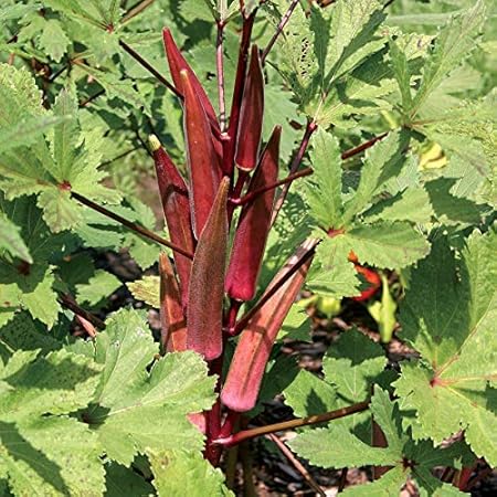 Creative Farmer Red Ladies Finger-Bhindi- Okra Hybrid Vegetable Seeds