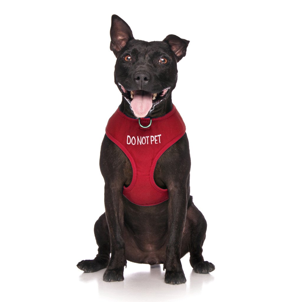 Dexil Limited DO NOT PET Red Colour Coded Non-Pull Front and Back D Ring Padded and Waterproof Vest Dog Harness PREVENTS Accidents By Warning Others Of Your Dog In Advance (M)