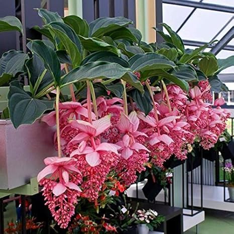 vartotojo �kelta nuotrauka