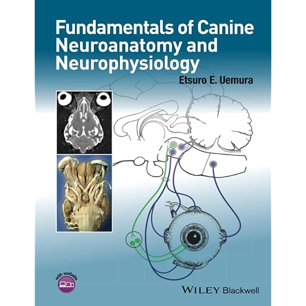健康・医学 Correlative Neuroanatomy 23rd Edition Clinical Neuroanatomy, Twentyninth Edition: 9781260452358