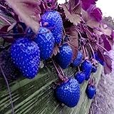 500Pcs Blue Strawberry Rare Fruit Vegetable Seeds Bonsai Edible Garden Climbing Plant by Edible Gard