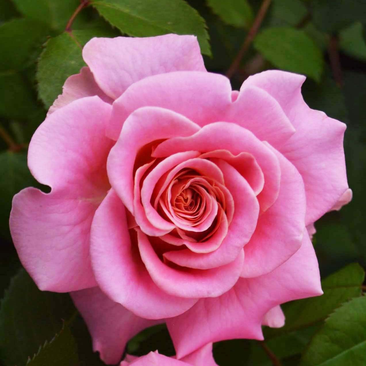 Amazon バラ苗 アシュリー 国産大苗6号スリット鉢 返り咲き大輪 シュラブローズ 修景用 ピンク系 花