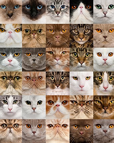 Cat Heads Collage 504 Piece Jigsaw Puzzle 16" X 20"