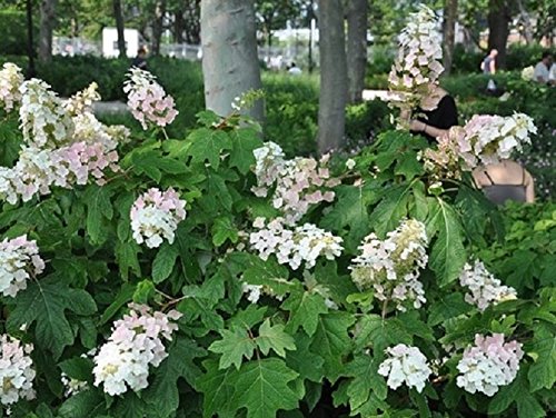 New Life Nursery & Garden Snow Queen Oakleaf Hydrangea Starter Plant (L7) - 1 Live Plant, White Flowers, Fall Foliage, Hardiness Zones 5-9