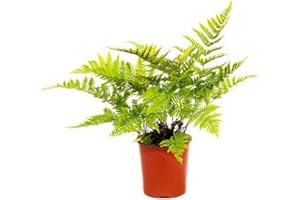 American Plant Exchange Autumn Fern 1 Gallon Live Plant, 6" Pot, Indoor/Outdoor Air Purifier