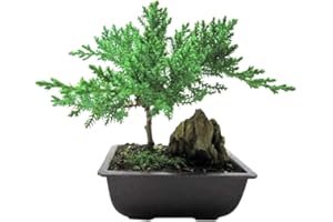 9GreenBox - Juniper Bonsai Tree with Mountains