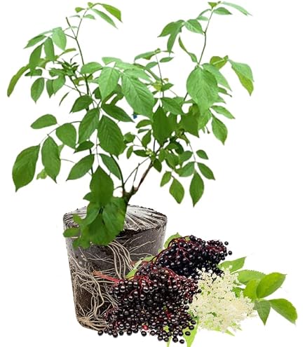 elderberry seeds for planting Elderberry Tree Seeds (Sambucus canadensis) – Vermont Wildflower Farm