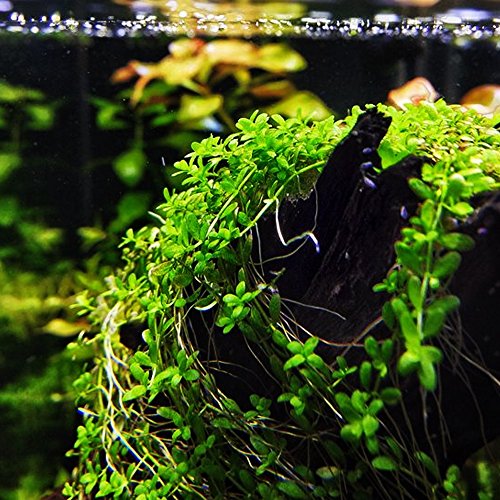 Mainam (1-Cup) Dwarf Baby Tears Carpet Imported Direct from Grower Live Aquarium Plants Decoration Tissue Culture for Freshwater Aquatic Plant Tank - Thumbnail 3
