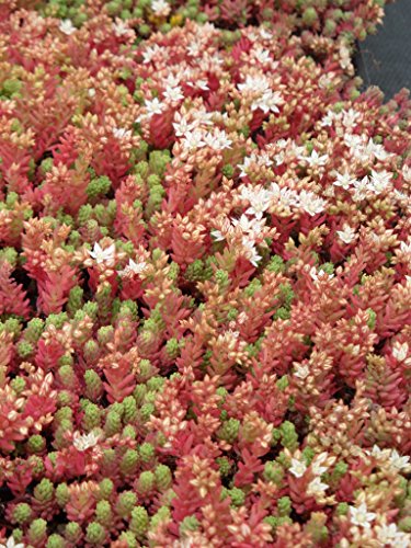 Sedum hispanicum, 100 Pflanzen im 5/4 cm Topf – Bild 5