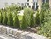 GARDENA 1350-U 3/16-Inch By 49-Feet Supply Pipe for Micro Drip System