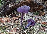 Amethyst Deceiver Mushroom (Laccaria amethystina) Mycelium Spawn Dried Seeds