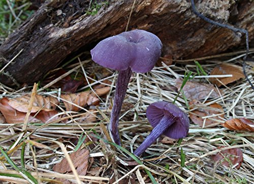 Amethyst Deceiver Mushroom (Laccaria amethystina) Mycelium Spawn Dried Seeds Amethyst Deceiver Mushroom (Laccaria amethystina) Mycelium Spawn Dried Seeds