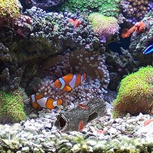 LUOEM - Decorazioni per acquario, decorazione paesaggistica