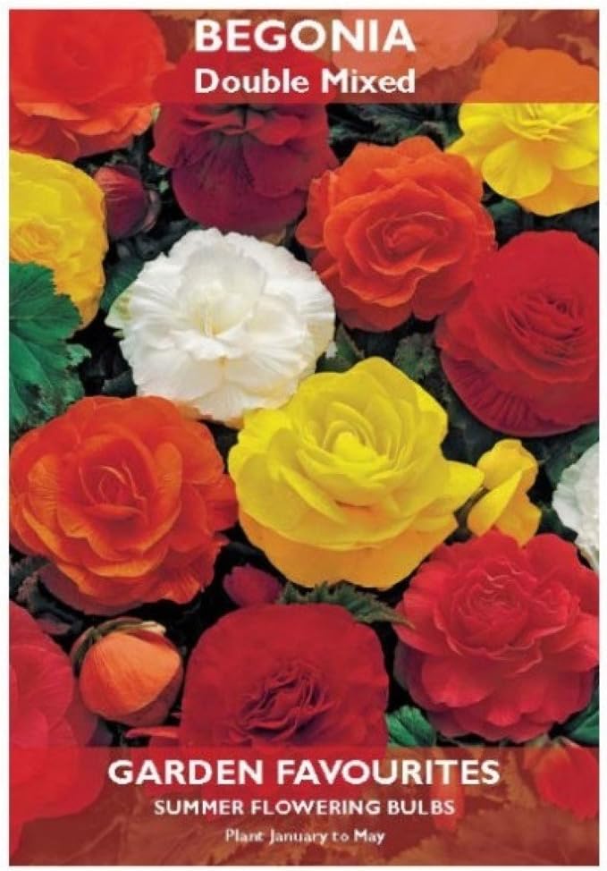 2 Packs of Summer Flowering Bulbs: Begonia, Double Mixed