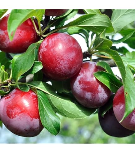 【中古】 Fruta Madura VientoDeAgua Amazon.com: Kumquat - Árbol frutal dulce vivo, árbol de