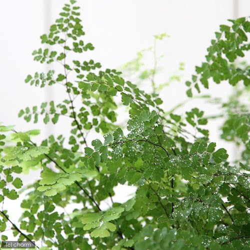 観葉植物 シダ アジアンタム ５号 １鉢